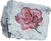 Rose for you