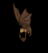Halloween Gif 